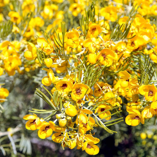 Feathery Cassia flower Seeds
