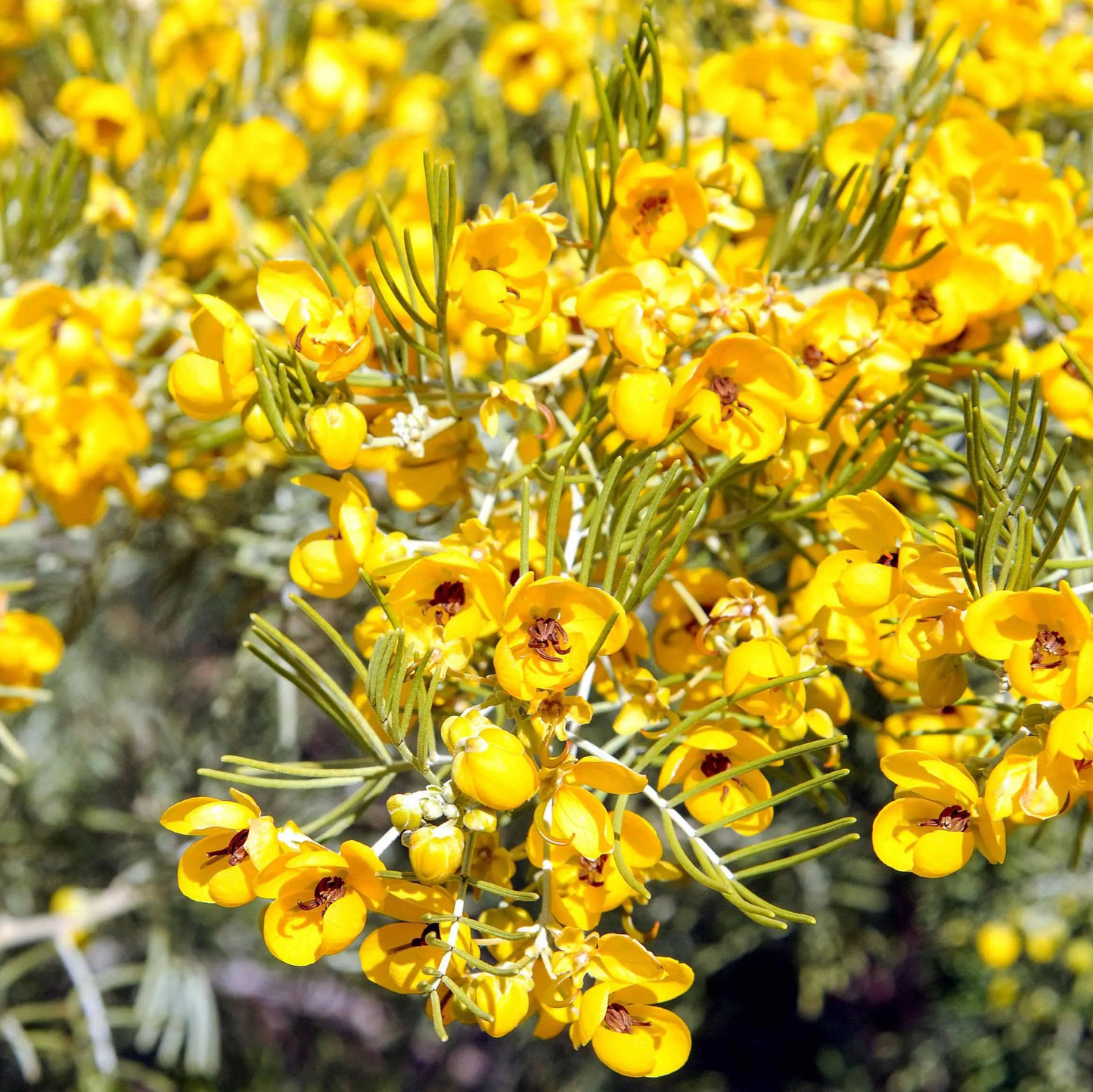 Silver Cassia Flower Seeds