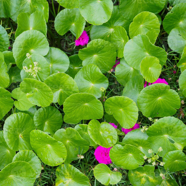 gotu kola plant care indoor Gotu Kola (Centella Asiatica) Herb Seeds – Heirloom, Non-GMO, Perennia – Pure Asia Seeds