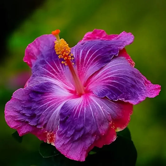Pink Blue Hibiscus Flower seeds for Planting - Hardy Variety, Heirloom & GMO Free Seeds for Home Garden