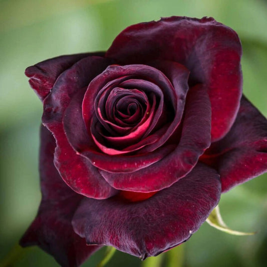 Black Baccara Rose Flower Seeds