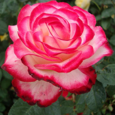 Rosa Cherry Parfait Flower Seeds