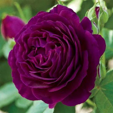 Rosa 'Twilight Zone' Flower Seeds