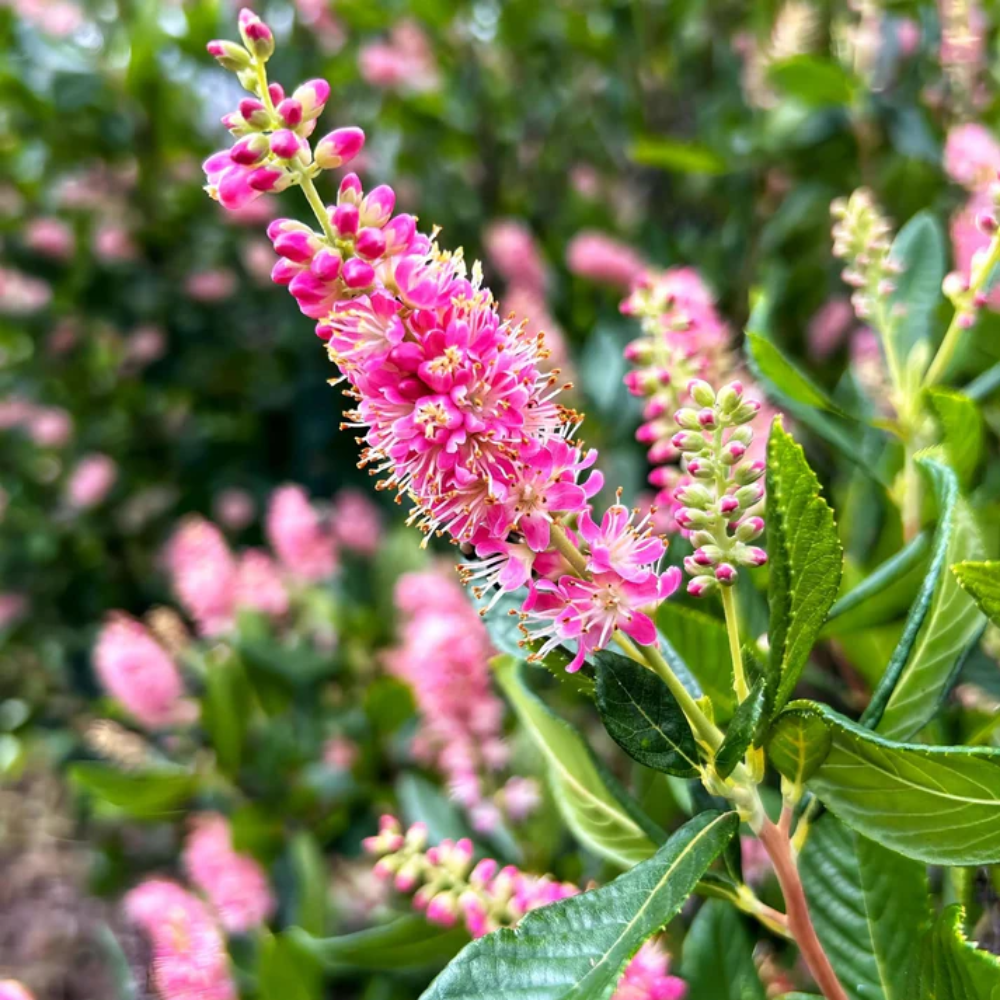 Pink Summersweet  Flower  Seeds