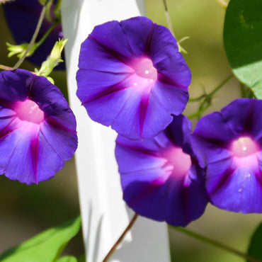 Morning Glory 'Star of Yelta' Flower Seeds