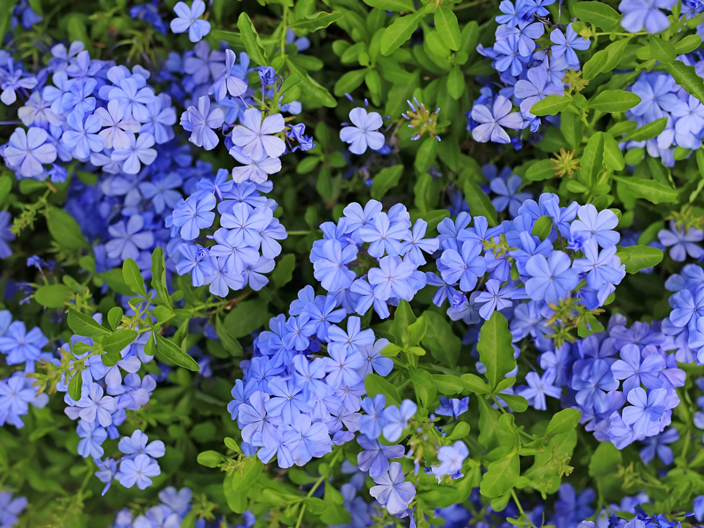 Blue Plumbago Flower Seeds