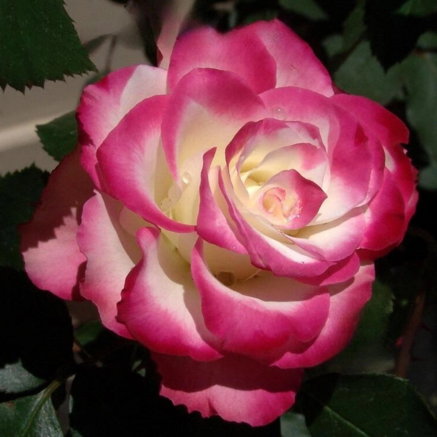 Rosa Cherry Parfait Flower Seeds