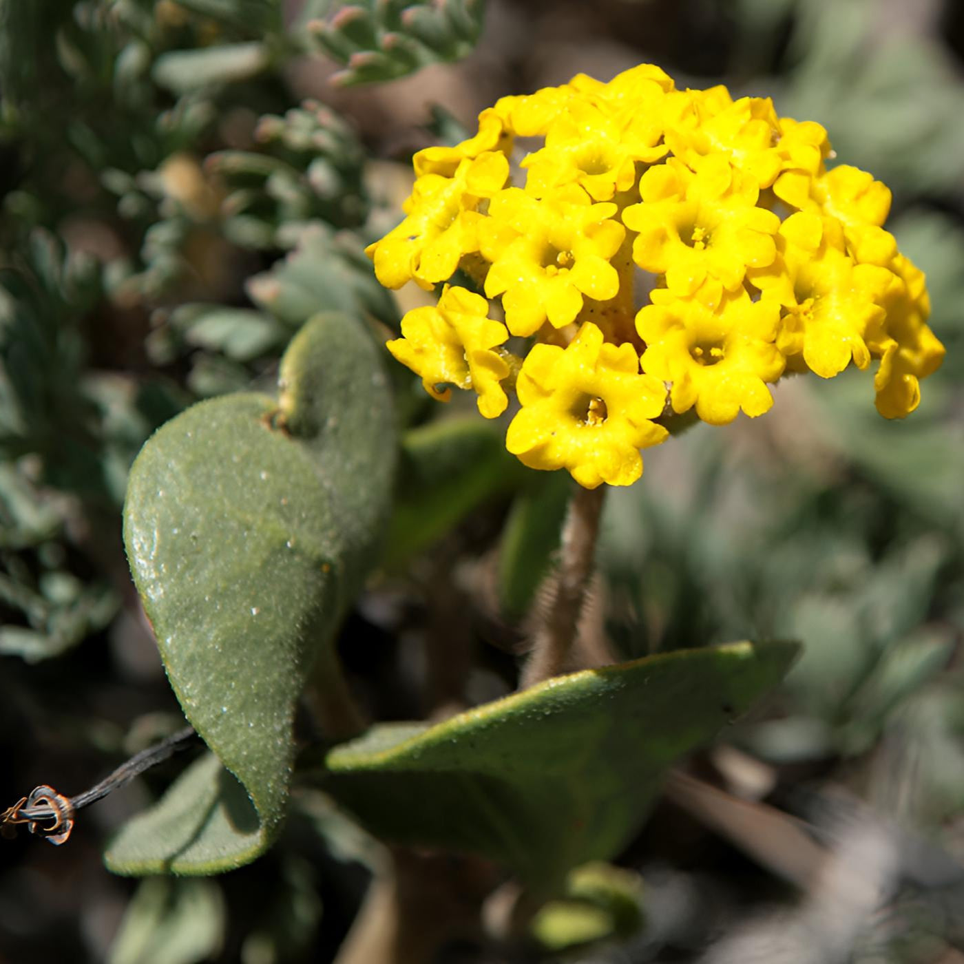 Yellow Sand Verbena Flower Seeds