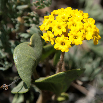 Yellow Sand Verbena Flower Seeds