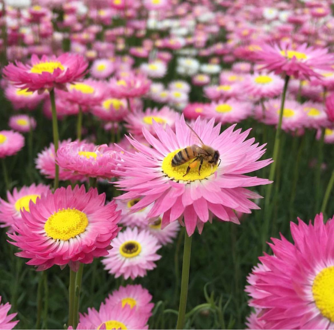 Rhodanthe Chlorocephala Rosea Flower Seeds