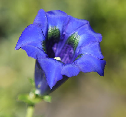 Gentiana Scabra Flower Seeds