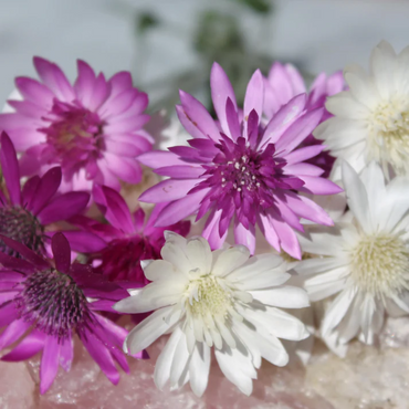 Xeranthemum Annuum Flower Seeds