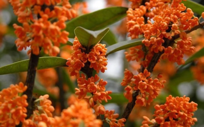 Osmanthus Fragrans Flower Seeds