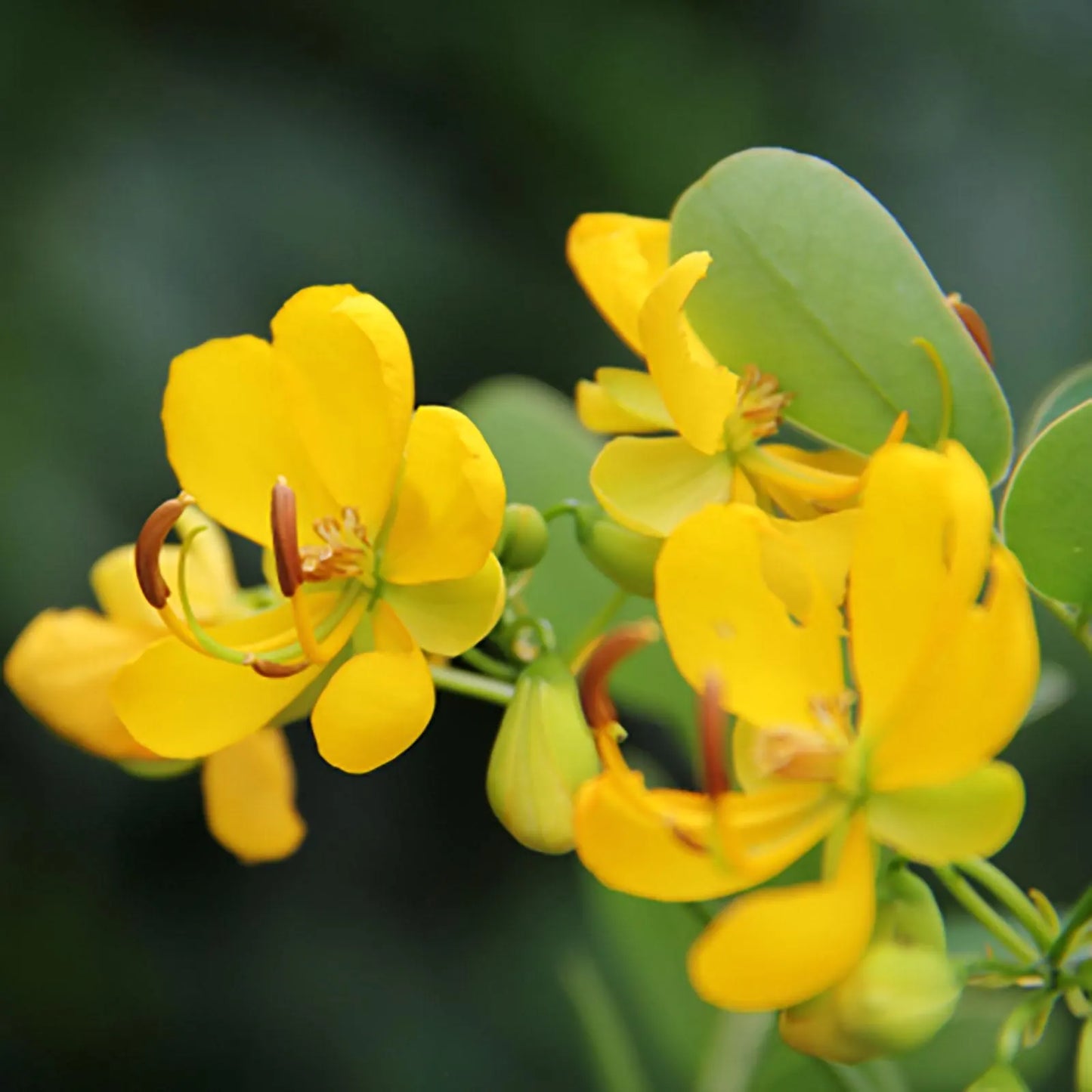 Christmas Senna Flower Seeds
