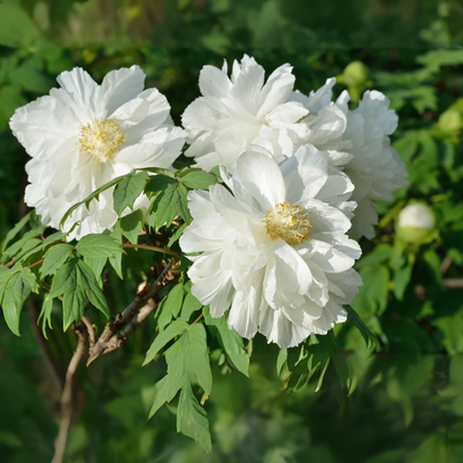 White Peony Flower Seeds