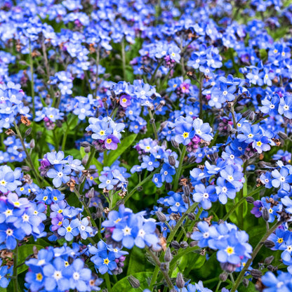 Myosotis Blue Flower Seeds for Planting and Growth