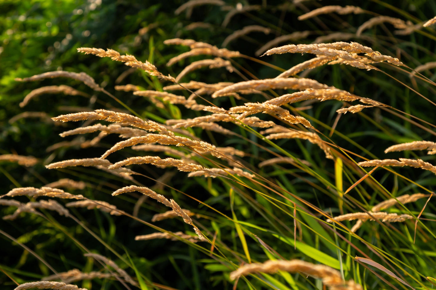 Sweet Vernal Grass Herb Seeds