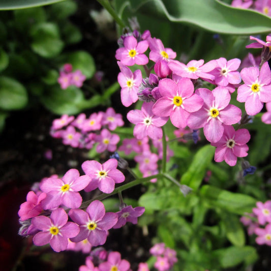 Pink Forget-Me-Not Flower Seeds (Myosotis Sylvatica)