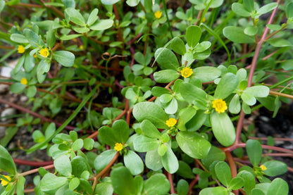 Golden Purslane Vegetable Seeds