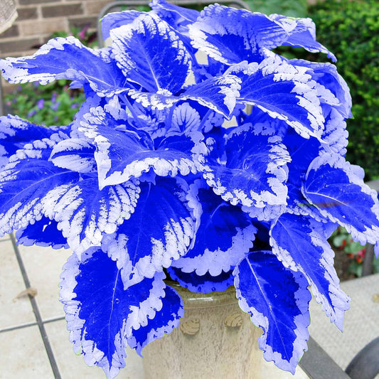 Blue-White Coleus Herb Seeds