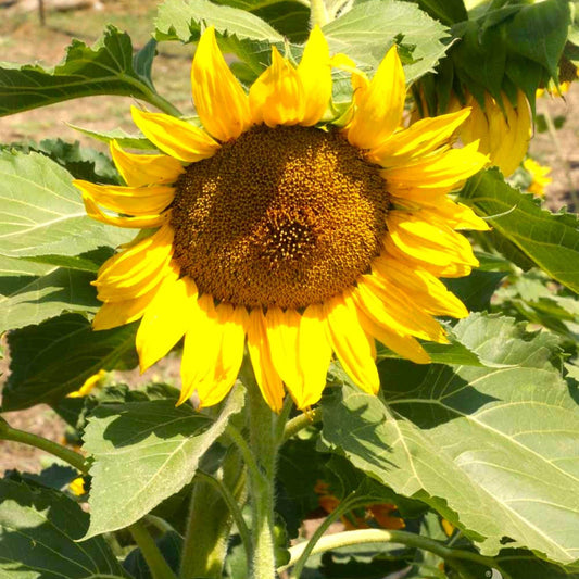 Dwarf Sunspot Sunflower Seeds