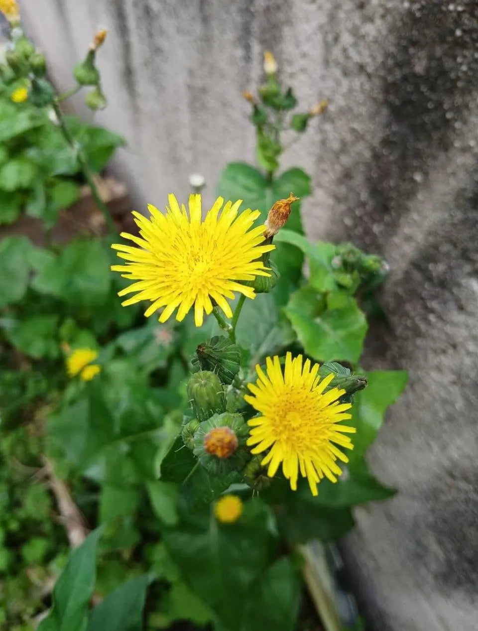 Semi di Erba di Sonchus Spinosus