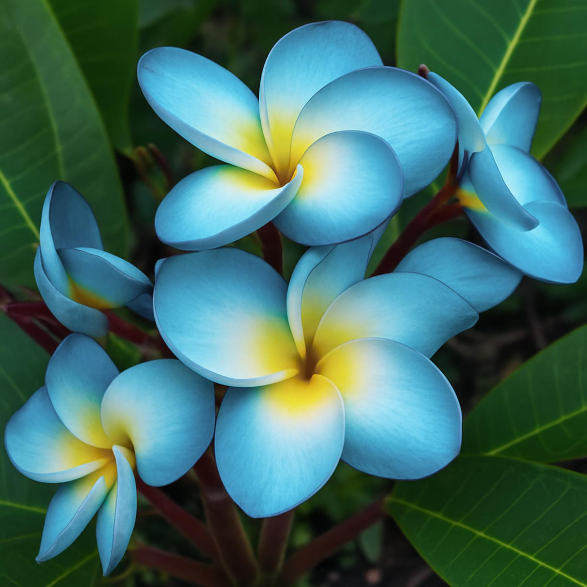 Frangipani Sky Blue Flower seeds for Planting Bright Blooms Heirloom & GMO Free Seeds for Home Garden 
 
 Sale