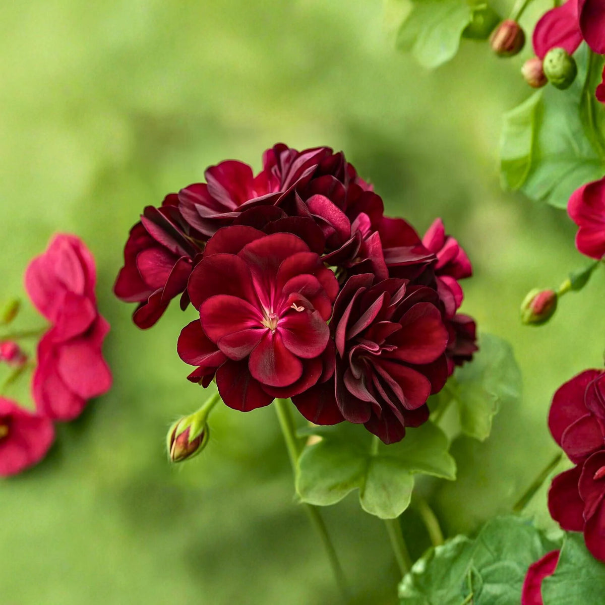 Dunkelburgunder Geranien Blumensamen zum Pflanzen Sonnenliebende Erbstücksamen & GVO-freie Samen für den Hausgarten

Verkauf