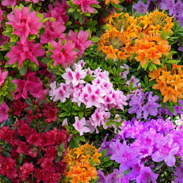 Azalea Flower Seeds Mix Flower seeds for Planting Low Maintenance Heirloom & GMO Free Seeds for Home Garden
 
 Sale
