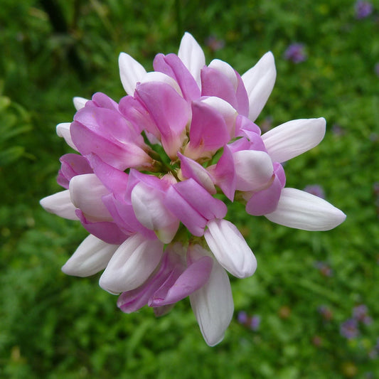 Pink Coronilla Flower seeds for Planting - Colorful Display, Heirloom & GMO Free Seeds for Home Garden
 
 Sale seeds for planting in home garden