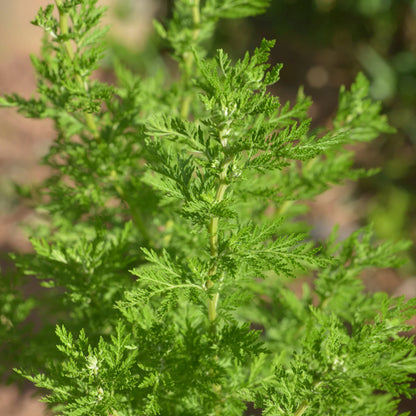 Artemisia Annua Herb Seeds