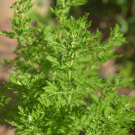 Artemisia Annua Herb Seeds