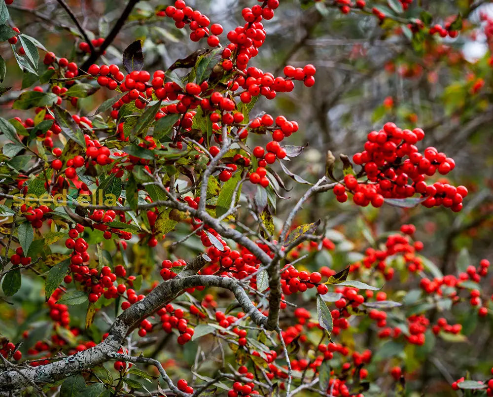 Red Verticillata Fruit Seeds for Planting - Grow Delicious Red Fruits