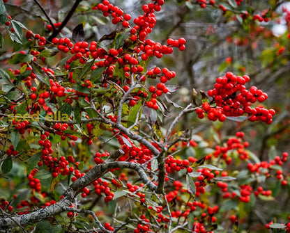 Red Verticillata Fruit Seeds for Planting - Grow Delicious Red Fruits