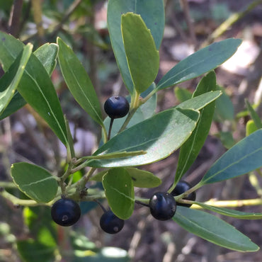 Inkberry Holly (Ilex glabra) Shrub Seeds for Planting – Heirloom, Non-GMO, Evergreen, Easy to Grow