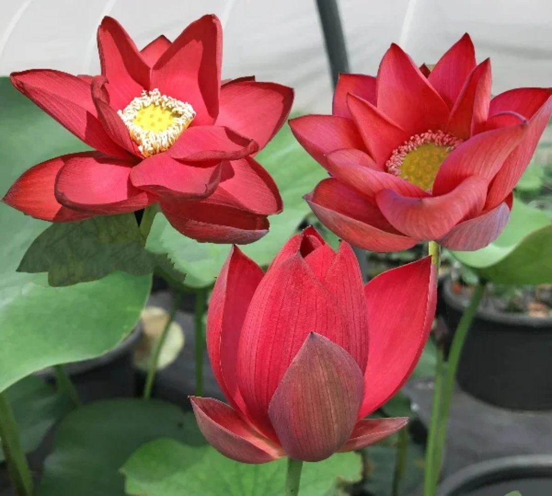 Royal Lotus Seeds (Nelumbo nucifera ‘Royal’) – Majestic Aquatic Flower for Garden Ponds