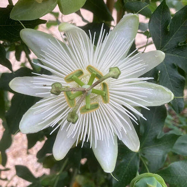 Weiße Passionsblumen-Samen zum Pflanzen – Robuste Sorte, Erbstück- und GVO-freie Samen für den Hausgarten