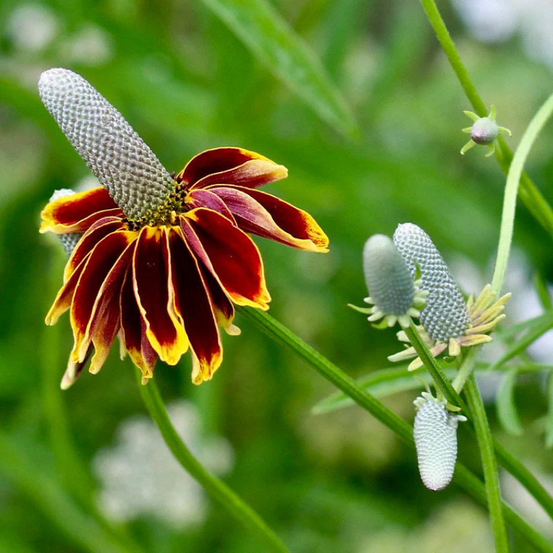Dark Red Cone flower Seeds