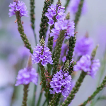 Blue Vervain Herb Seeds