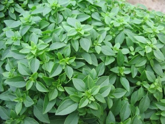 Basil 'Piccolino' Herb Seeds