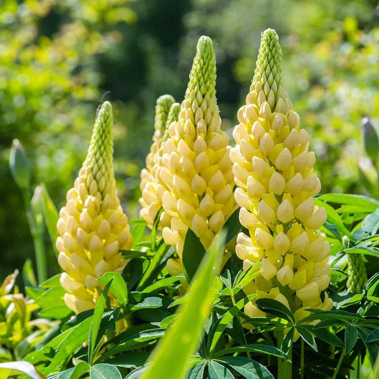 Light Yellow Lupine Flower seeds for Planting Sun Loving Heirloom & GMO Free Seeds for Home Garden
 
 Sale seeds for home garden planting