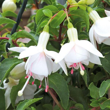 White Fuchsia Flower Seeds