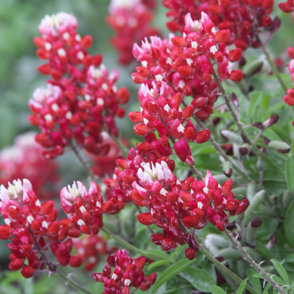 Red Texas Bluebonnets Seeds
