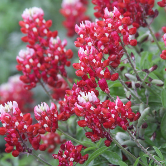 Red Texas Bluebonnets Seeds