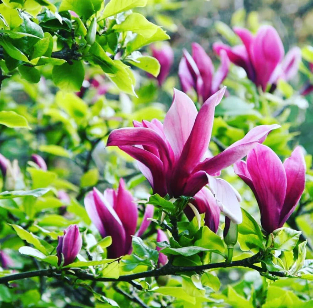 Magnolia (Magnolia Liliiflora) seeds for planting in home garden