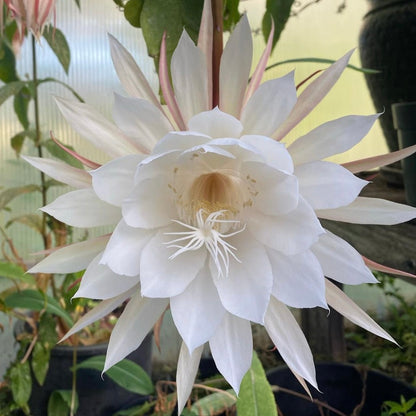 Queen of The Night Flower Seeds