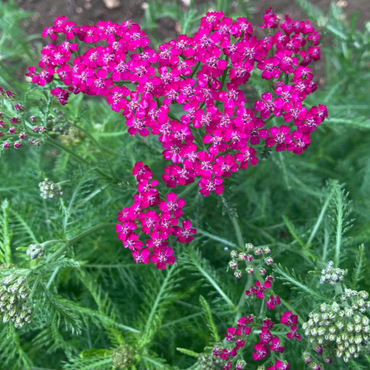 Achillea 'Cerise Queen' Seeds - Vibrant Pink Perennial with Large Flower Clusters