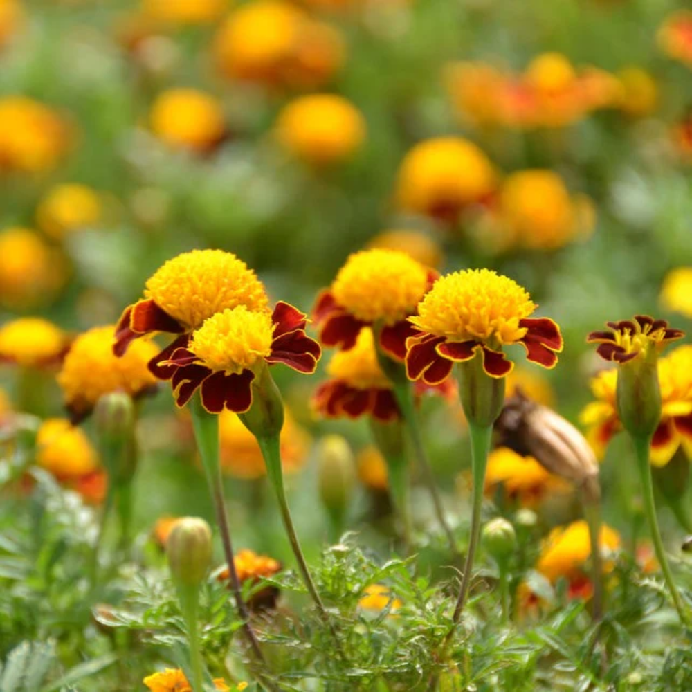 Tiger Eye Flower Seeds