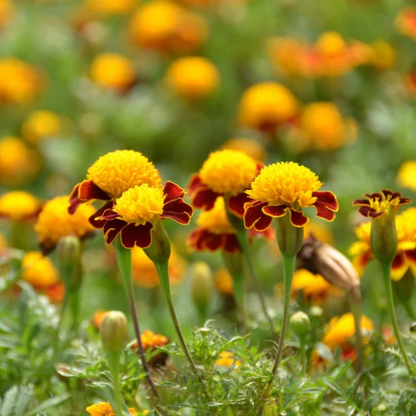 Tiger Eye Flower Seeds