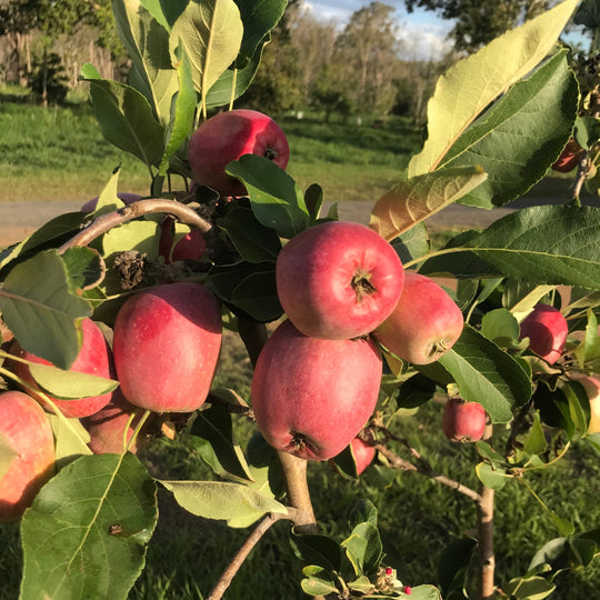 Zwergapfelbaum-Fruchtsamen